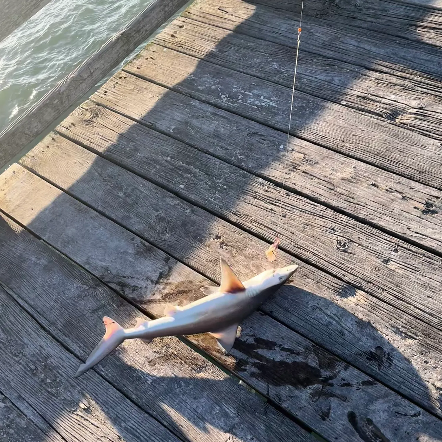 The most recent Blacktip shark catches on Fishbrain
