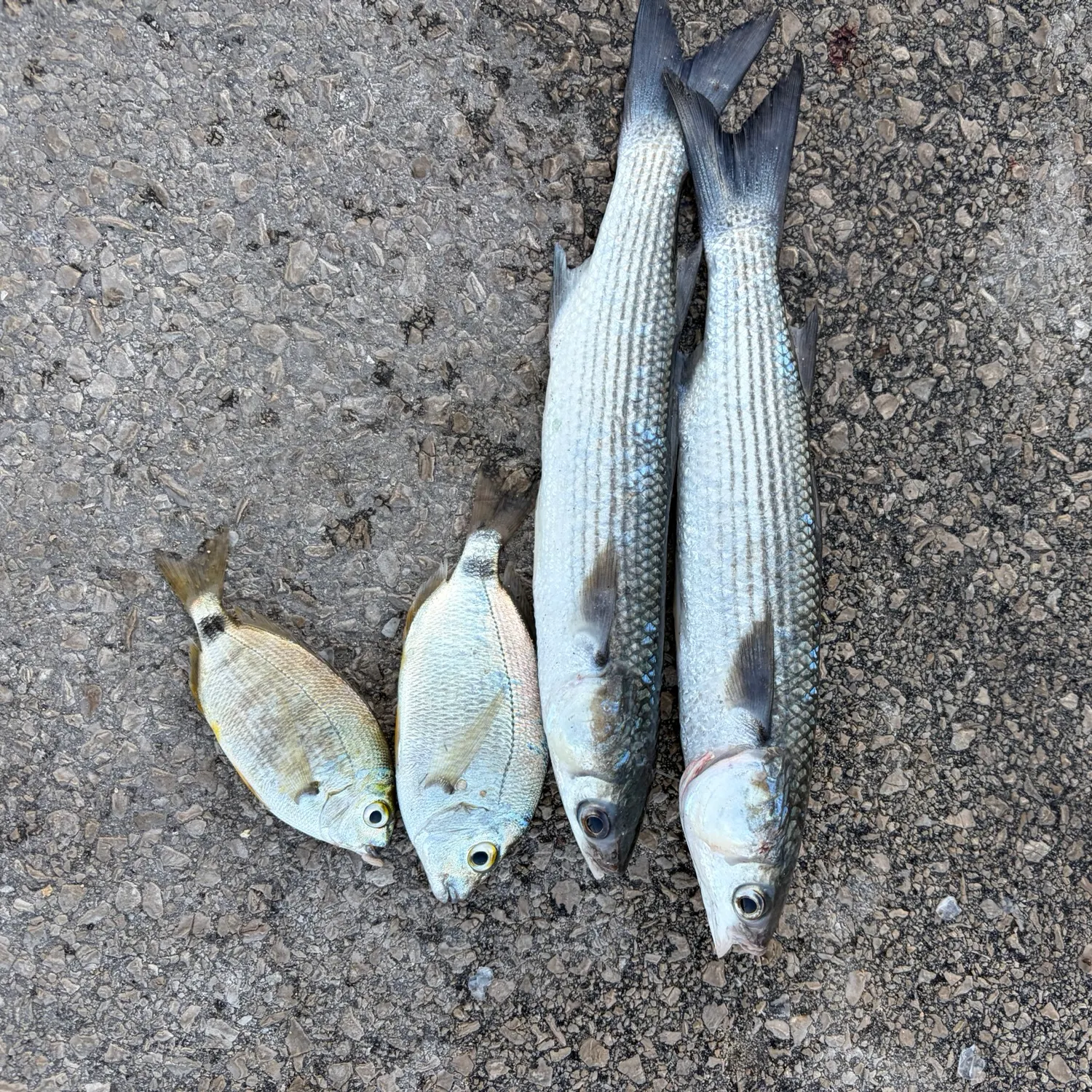 Fish caught on Fishbrain