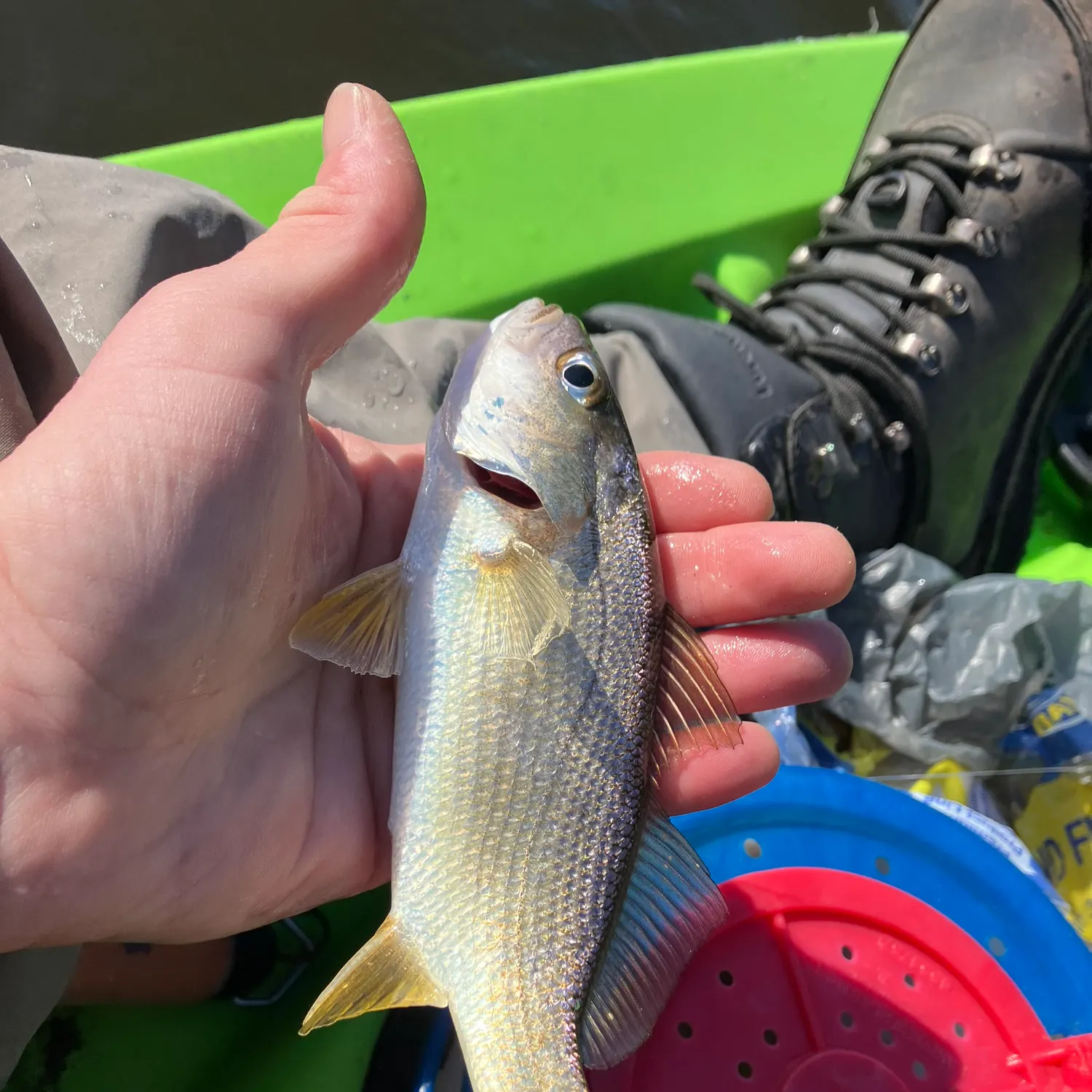 The most popular recent Silver perch catch on Fishbrain