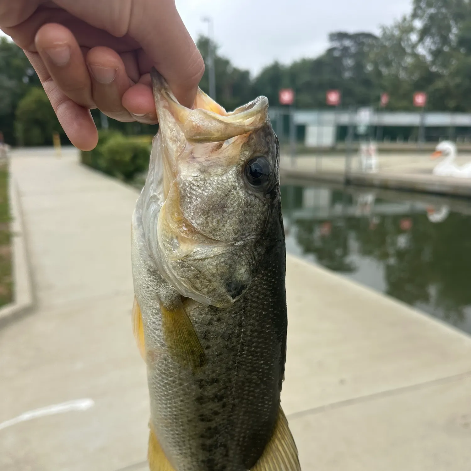 catch