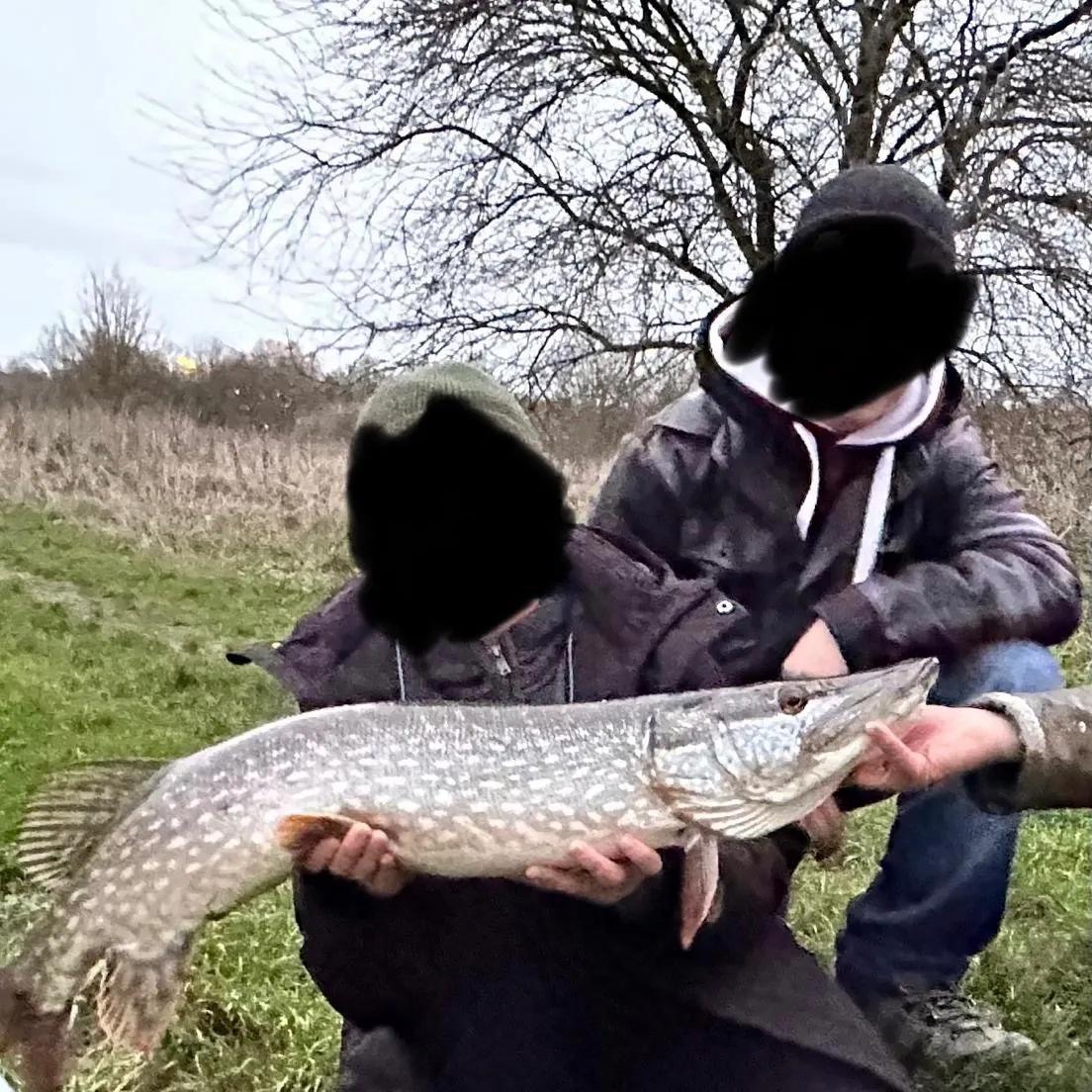Northern pike caught on Fishbrain