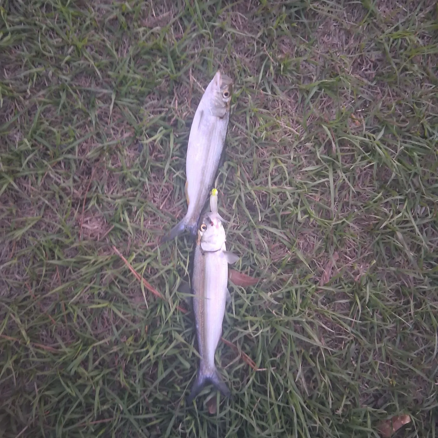 The most popular recent Skipjack herring catch on Fishbrain