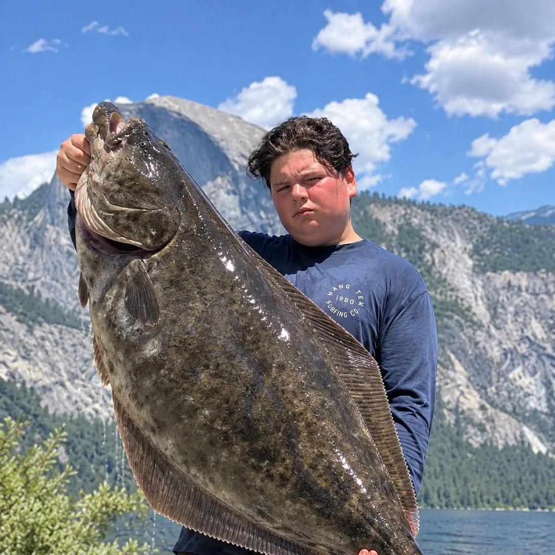 California halibut caught on Fishbrain