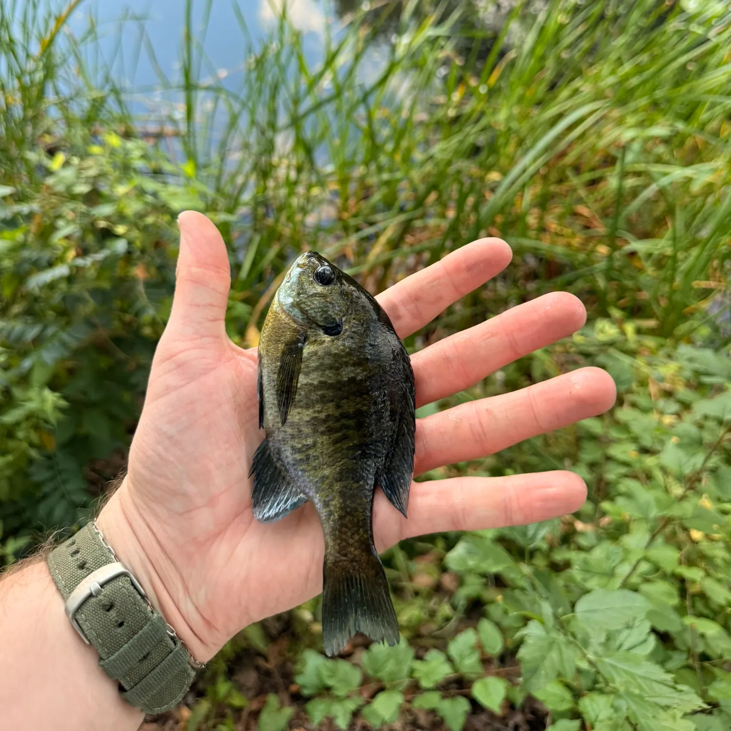 Bluegill caught on Fishbrain