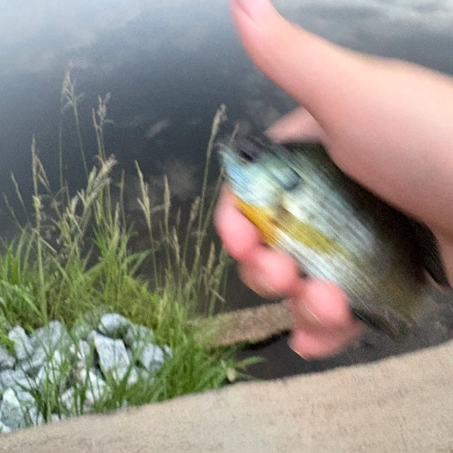 Fish caught on Fishbrain