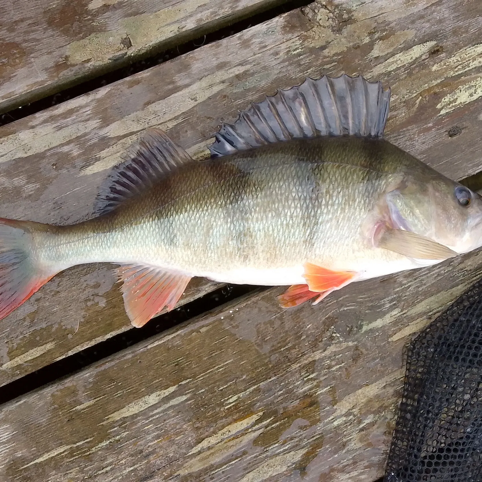 European perch caught on Fishbrain