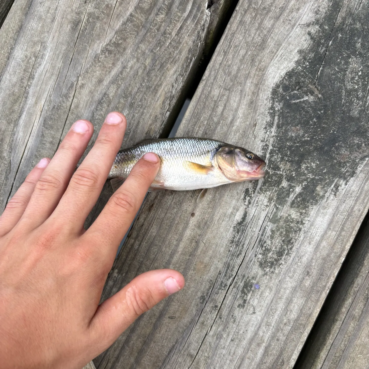 Creek chub caught on Fishbrain