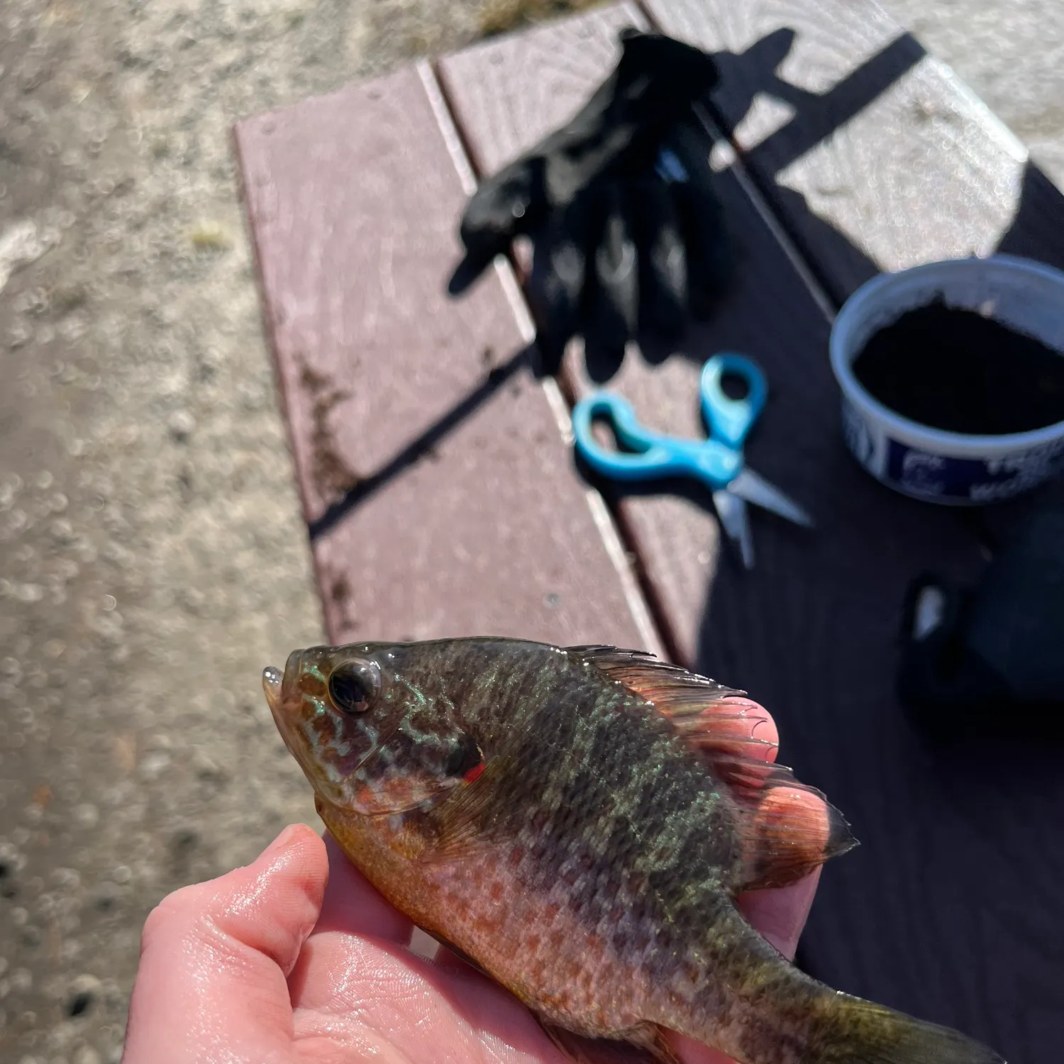 Redear sunfish caught on Fishbrain
