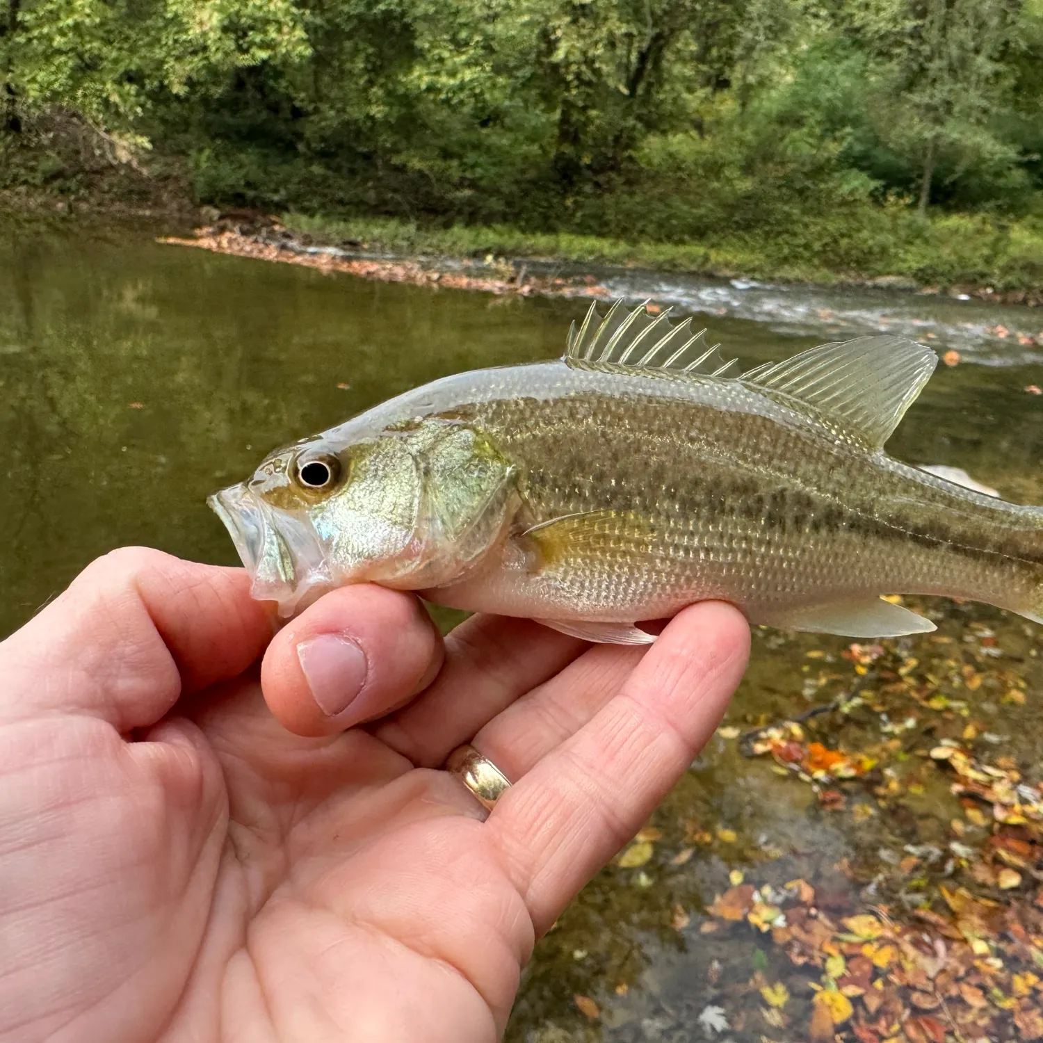 Spotted bass caught on Fishbrain