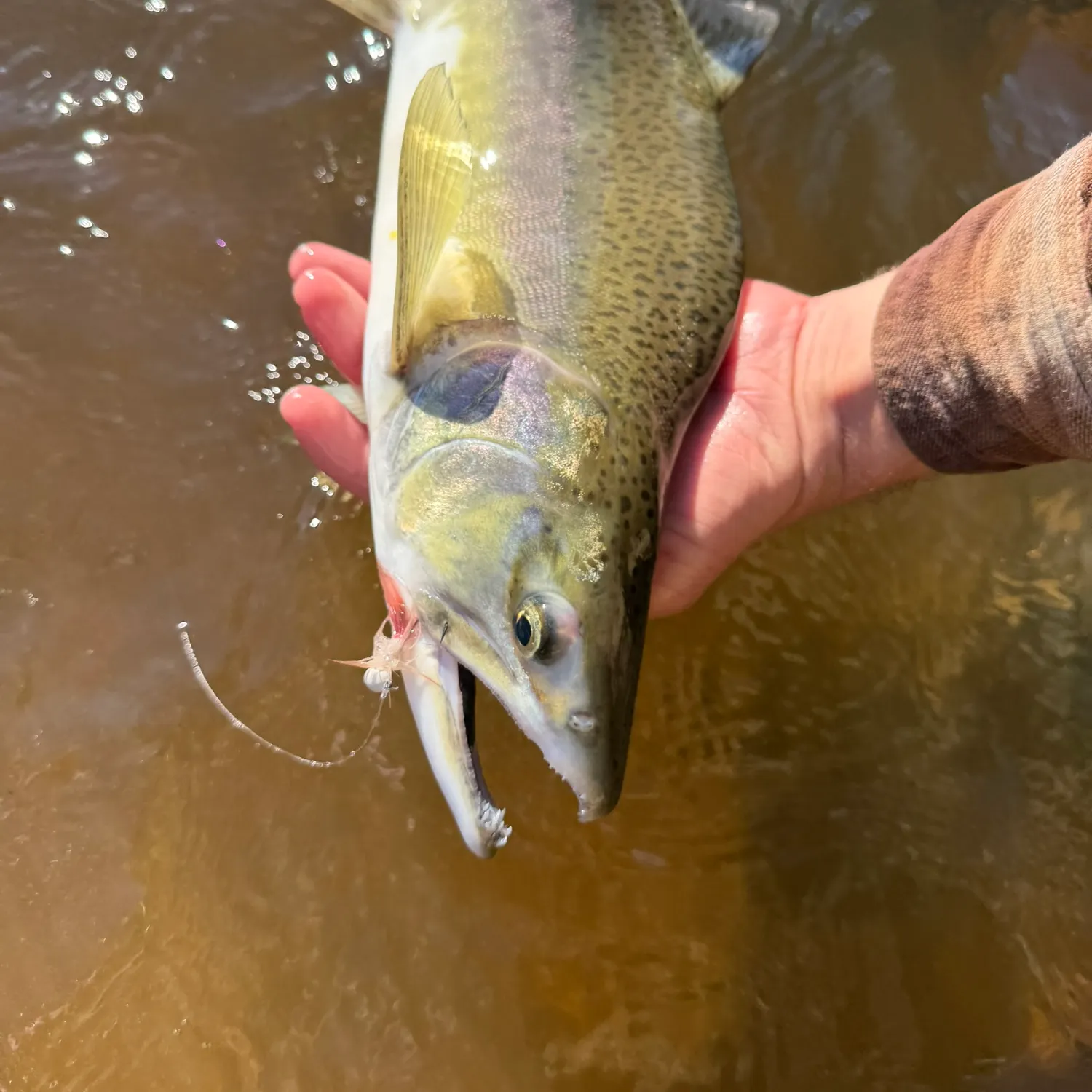 Pink salmon caught on Fishbrain
