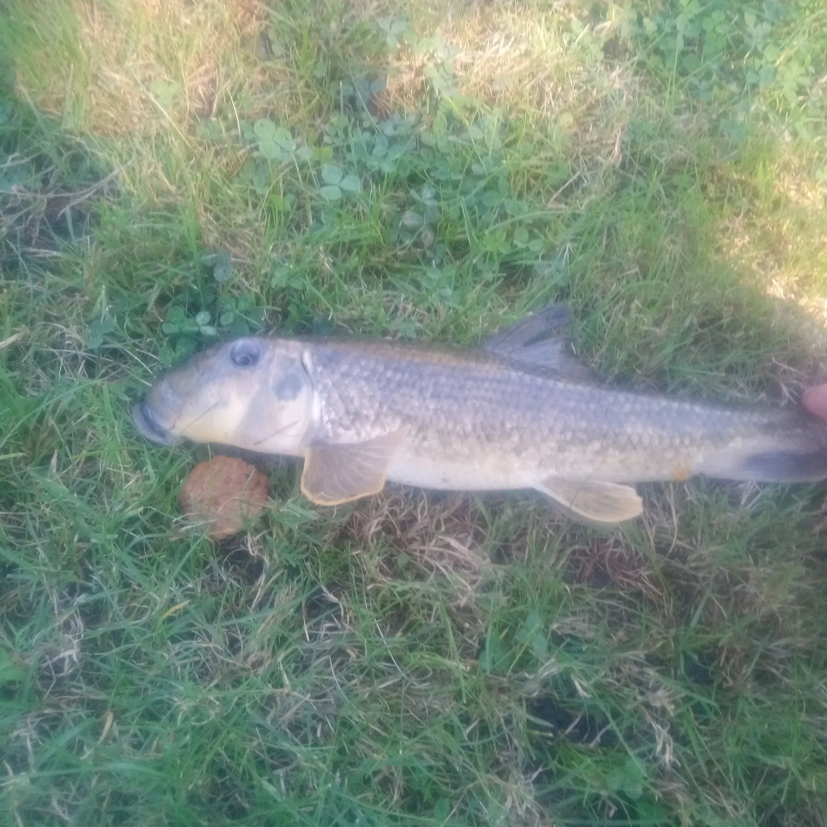 Northern hogsucker caught on Fishbrain