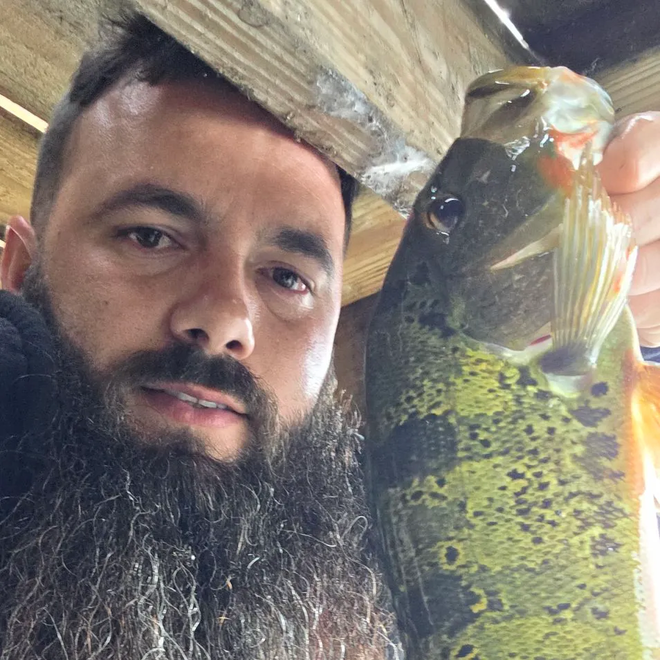 The most recent Butterfly peacock bass catches on Fishbrain