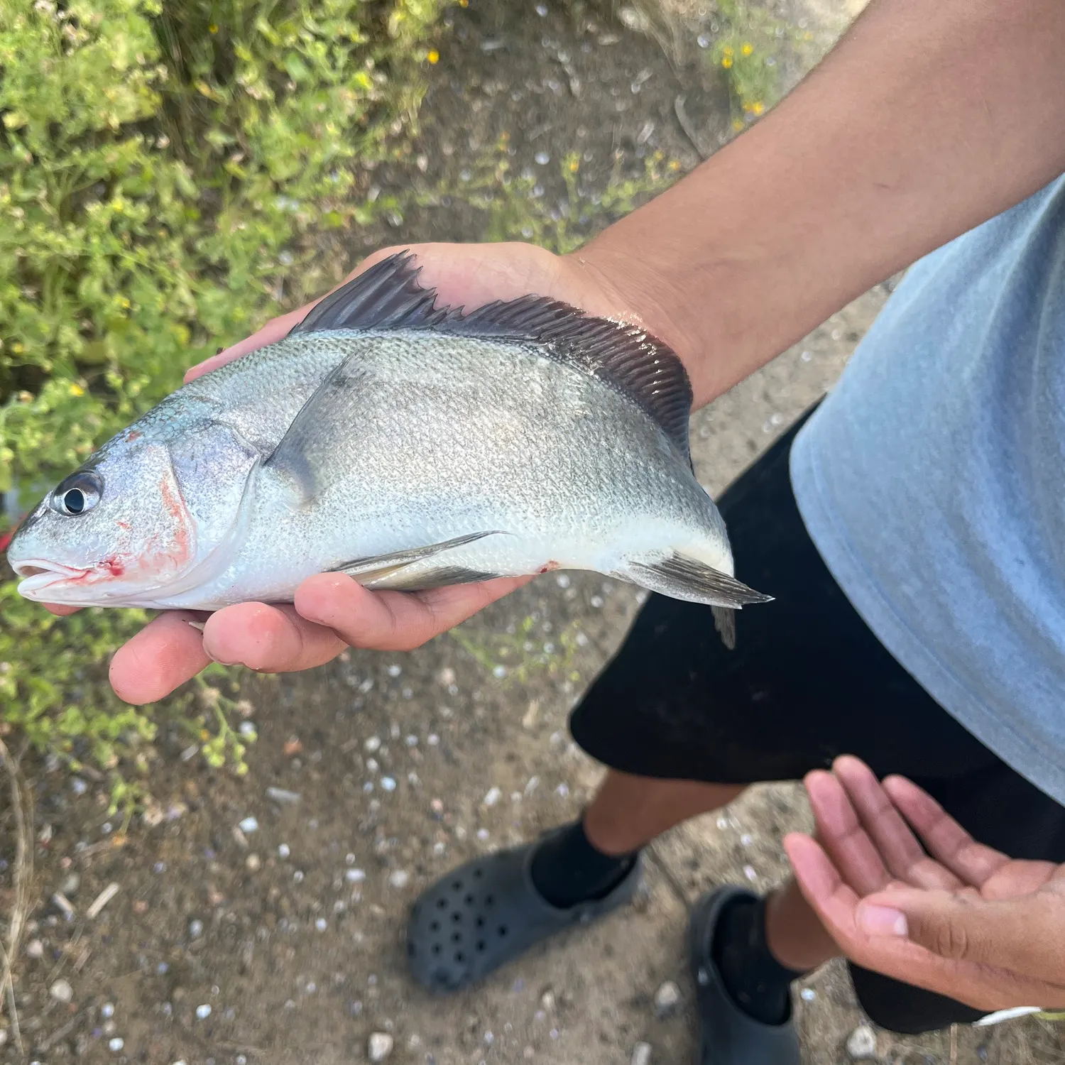 Freshwater drum caught on Fishbrain