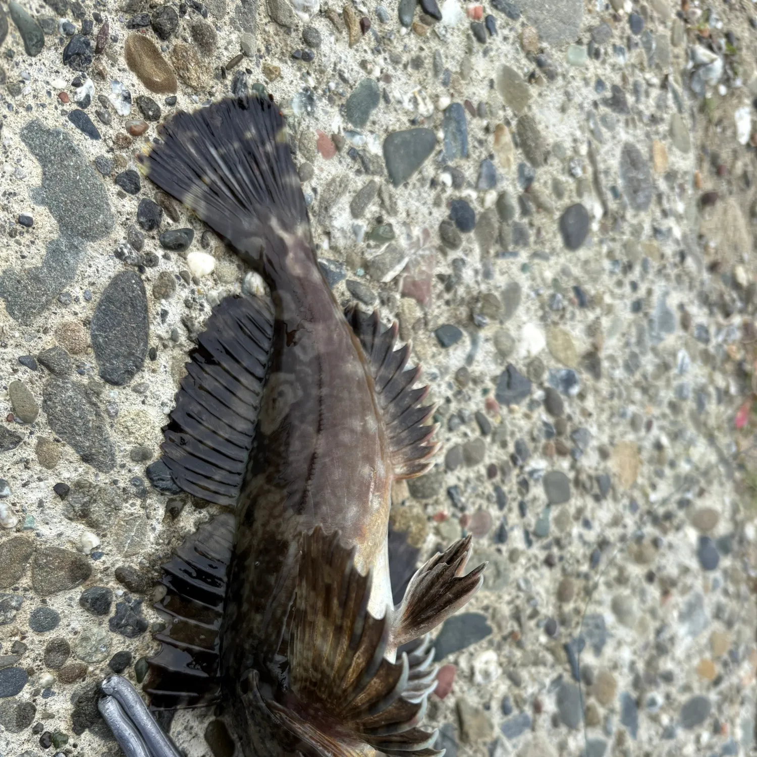 The most recent Cabezon catches on Fishbrain