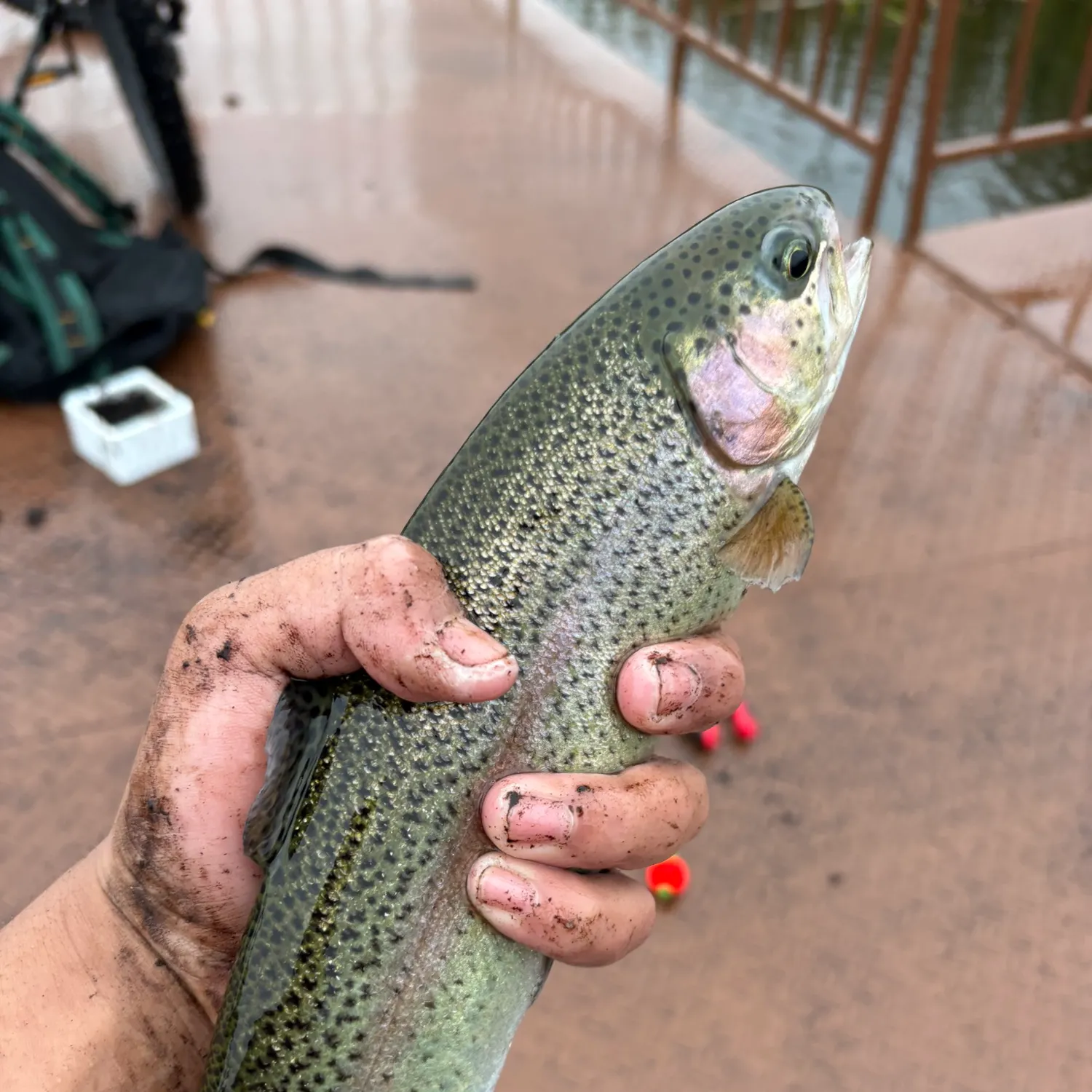 Rainbow trout caught on Fishbrain