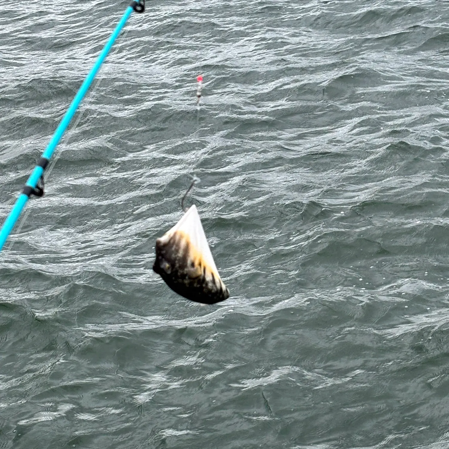 The most recent Milkspotted puffer catches on Fishbrain