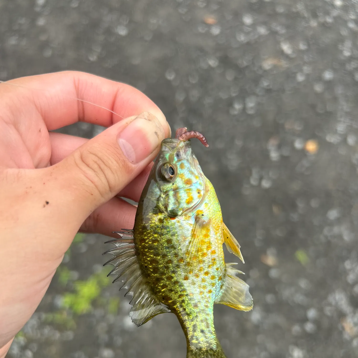 Pumpkinseed caught on Fishbrain