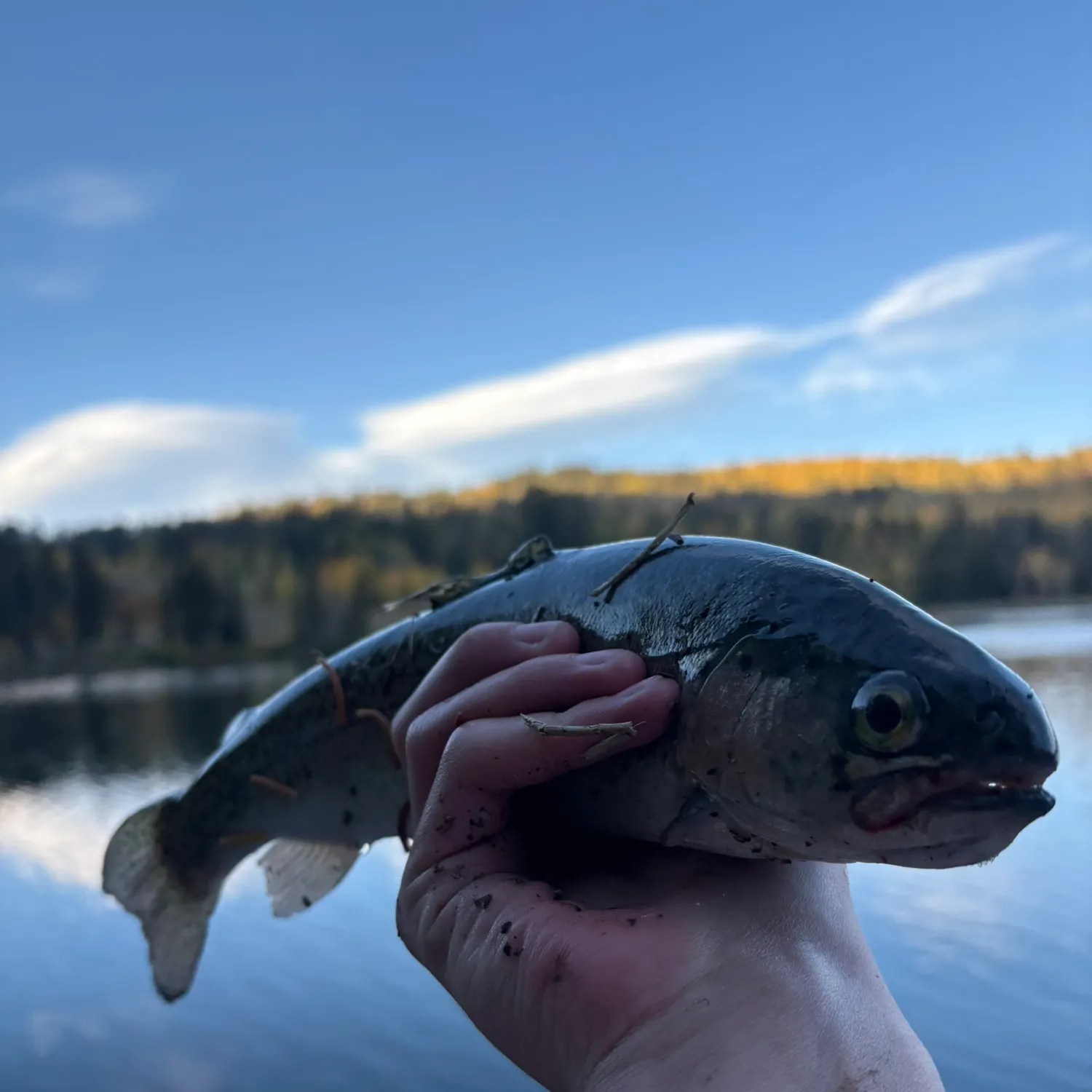 Rainbow trout caught on Fishbrain