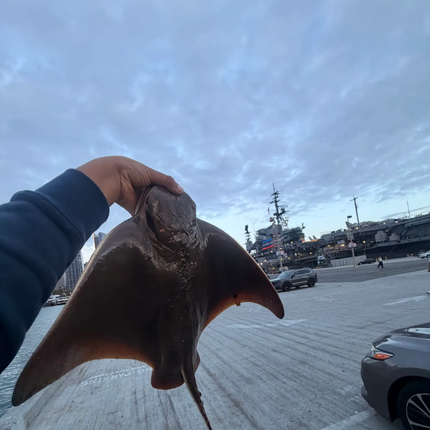 Bat eagle ray caught on Fishbrain