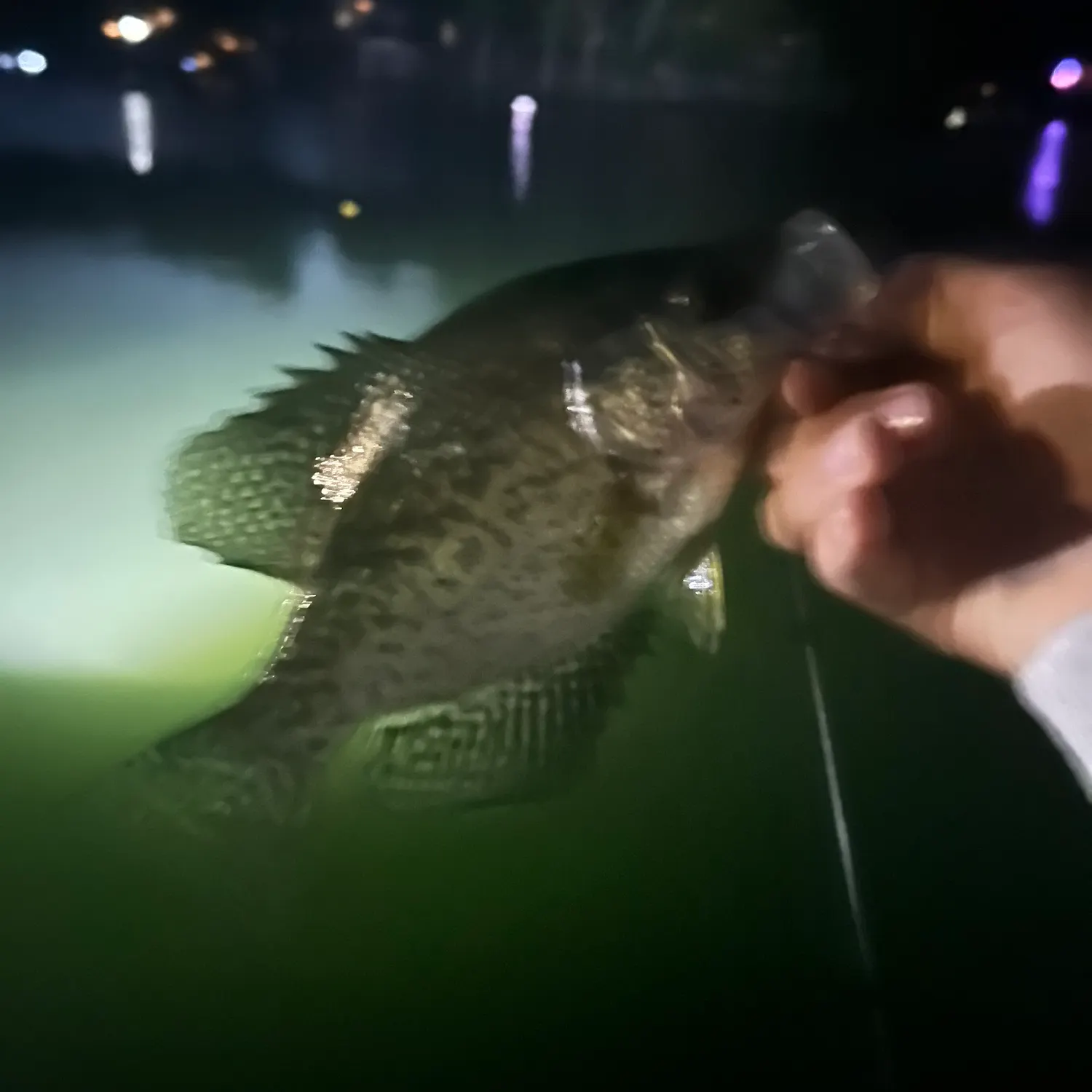 Black crappie caught on Fishbrain