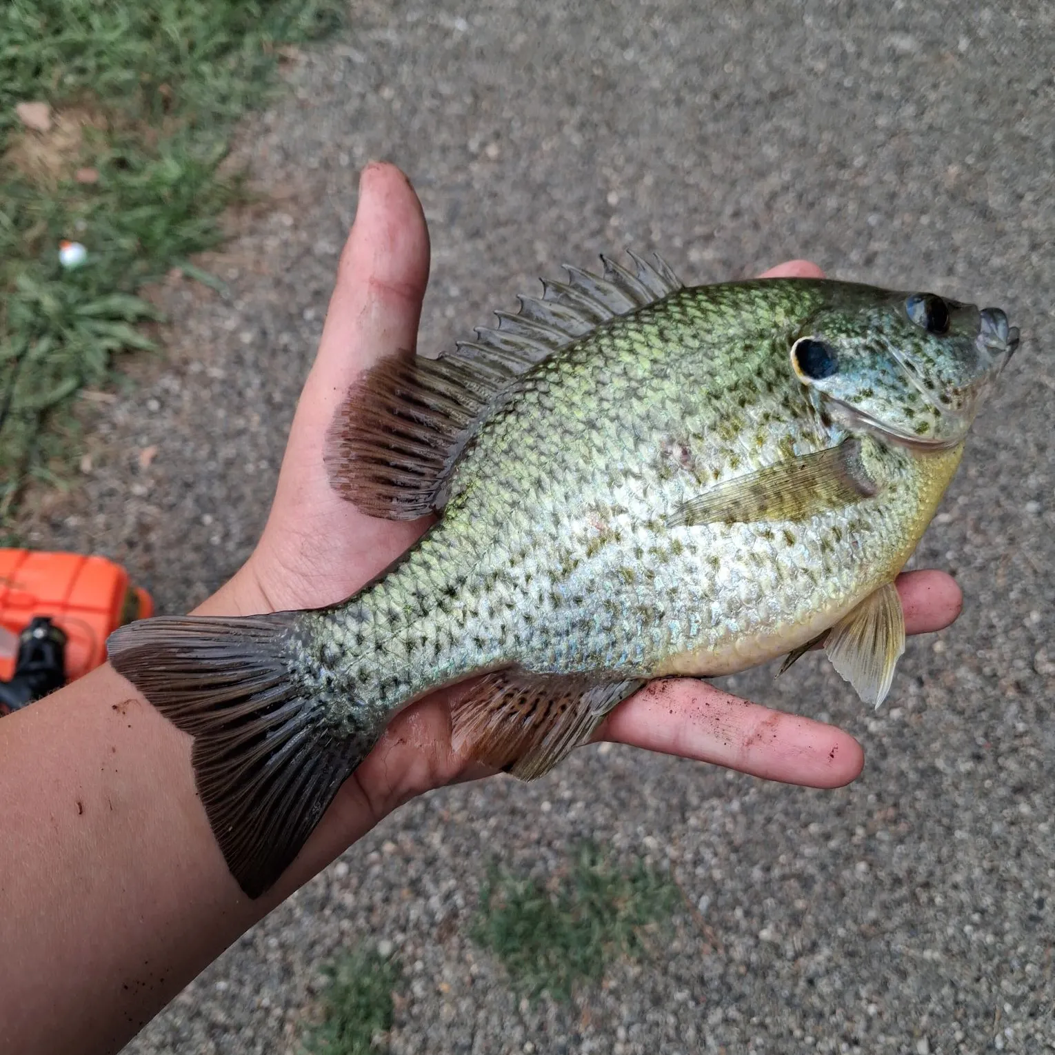 Redear sunfish caught on Fishbrain