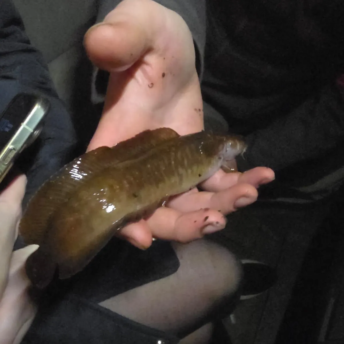 The most recent Three-bearded rockling catches on Fishbrain