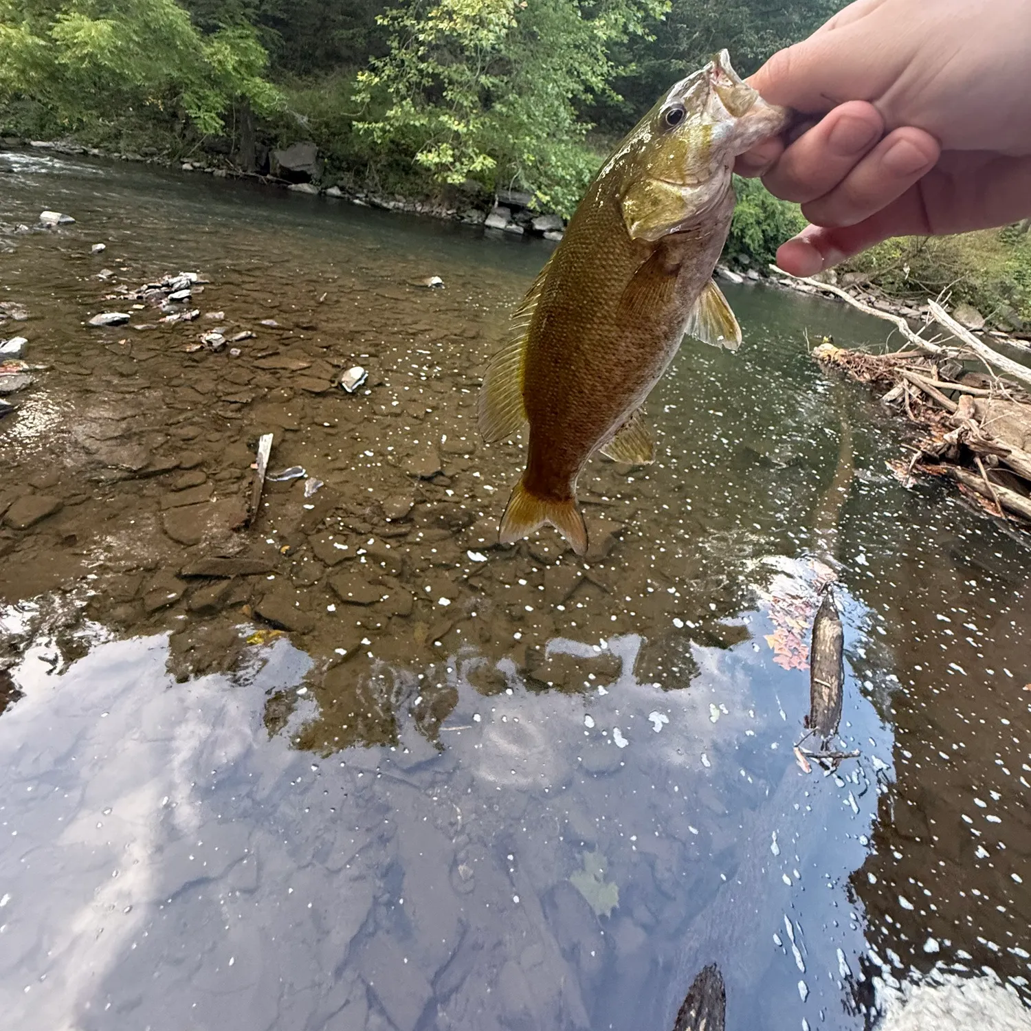 Smallmouth bass caught on Fishbrain