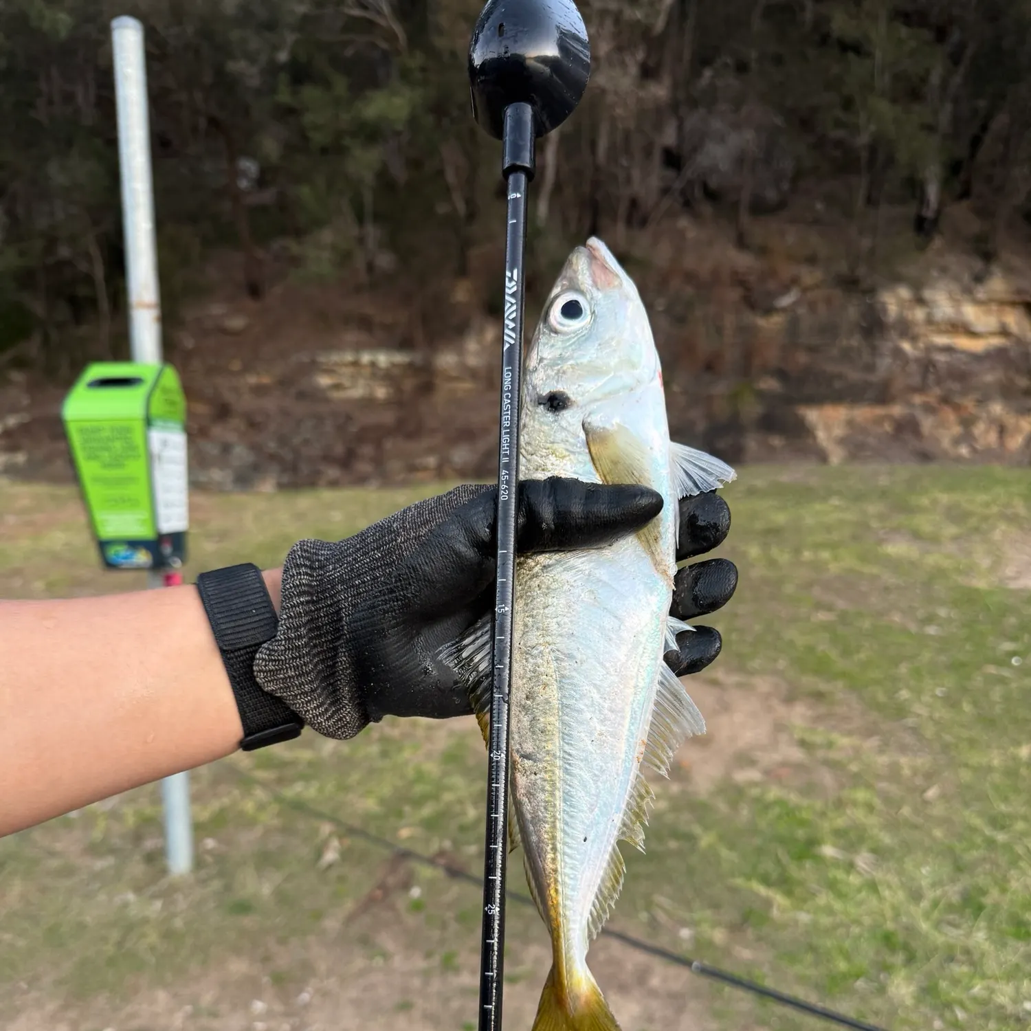 Yellowtail scad caught on Fishbrain