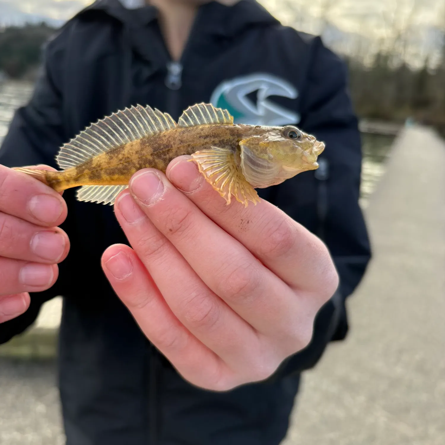 The most recent Mottled sculpin catches on Fishbrain