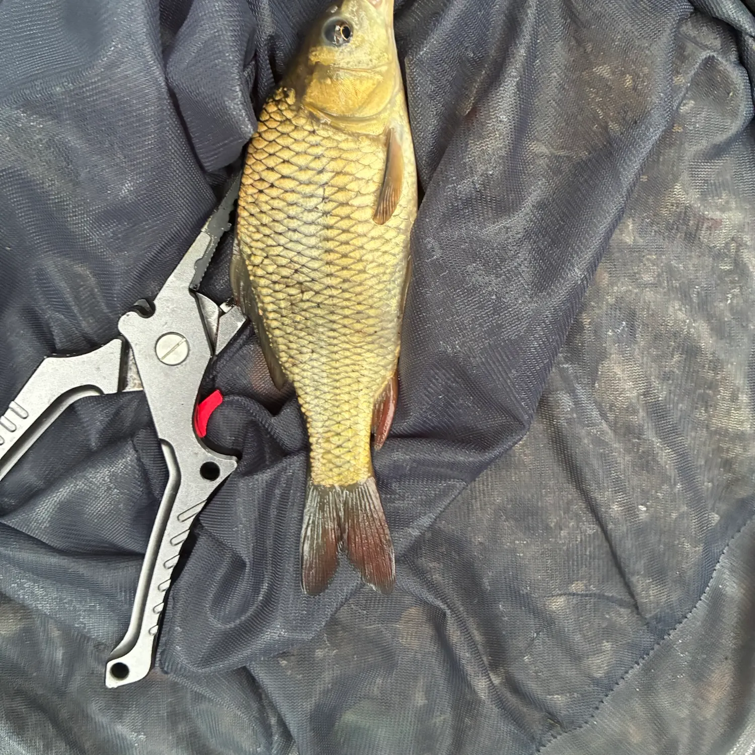 Common carp caught on Fishbrain