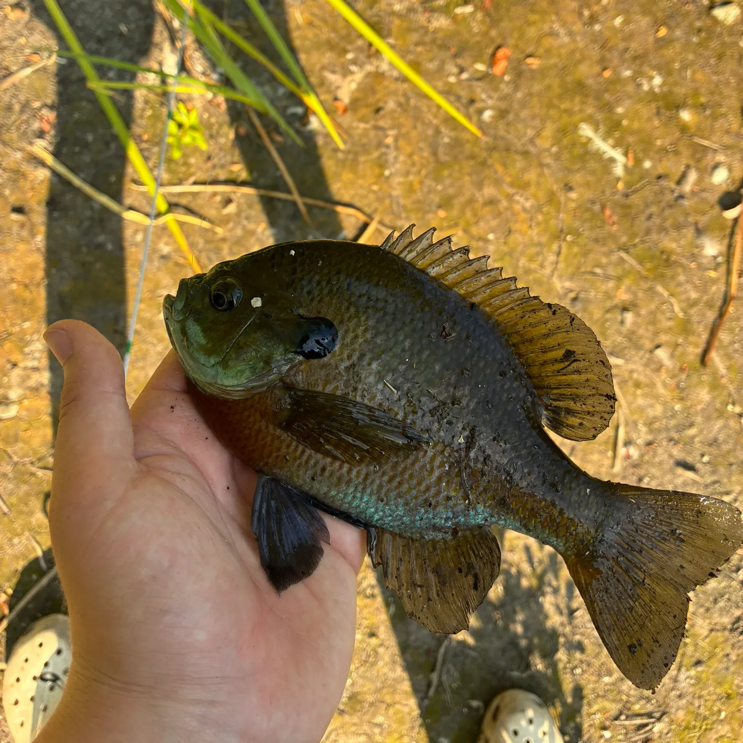 Bluegill caught on Fishbrain