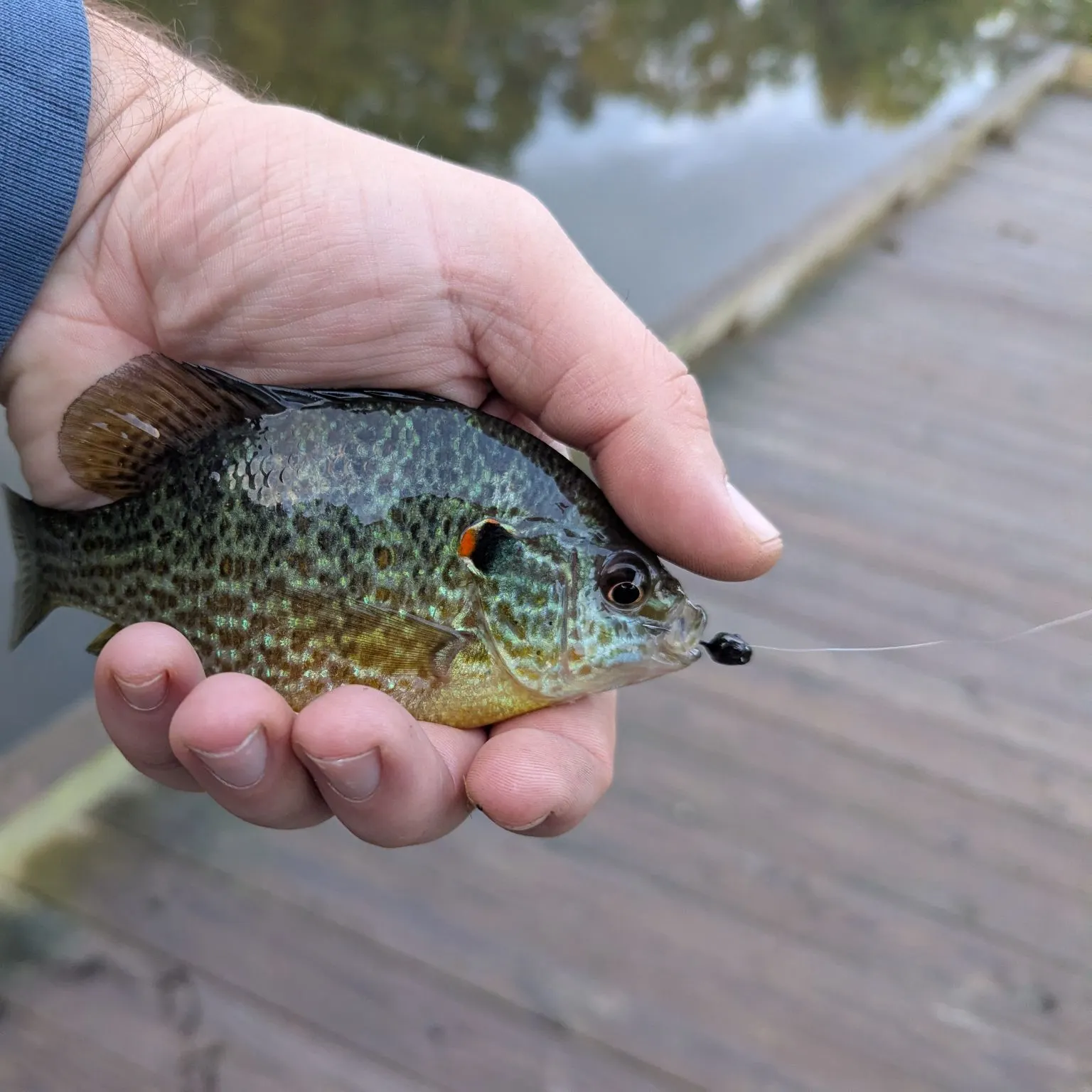 Pumpkinseed caught on Fishbrain