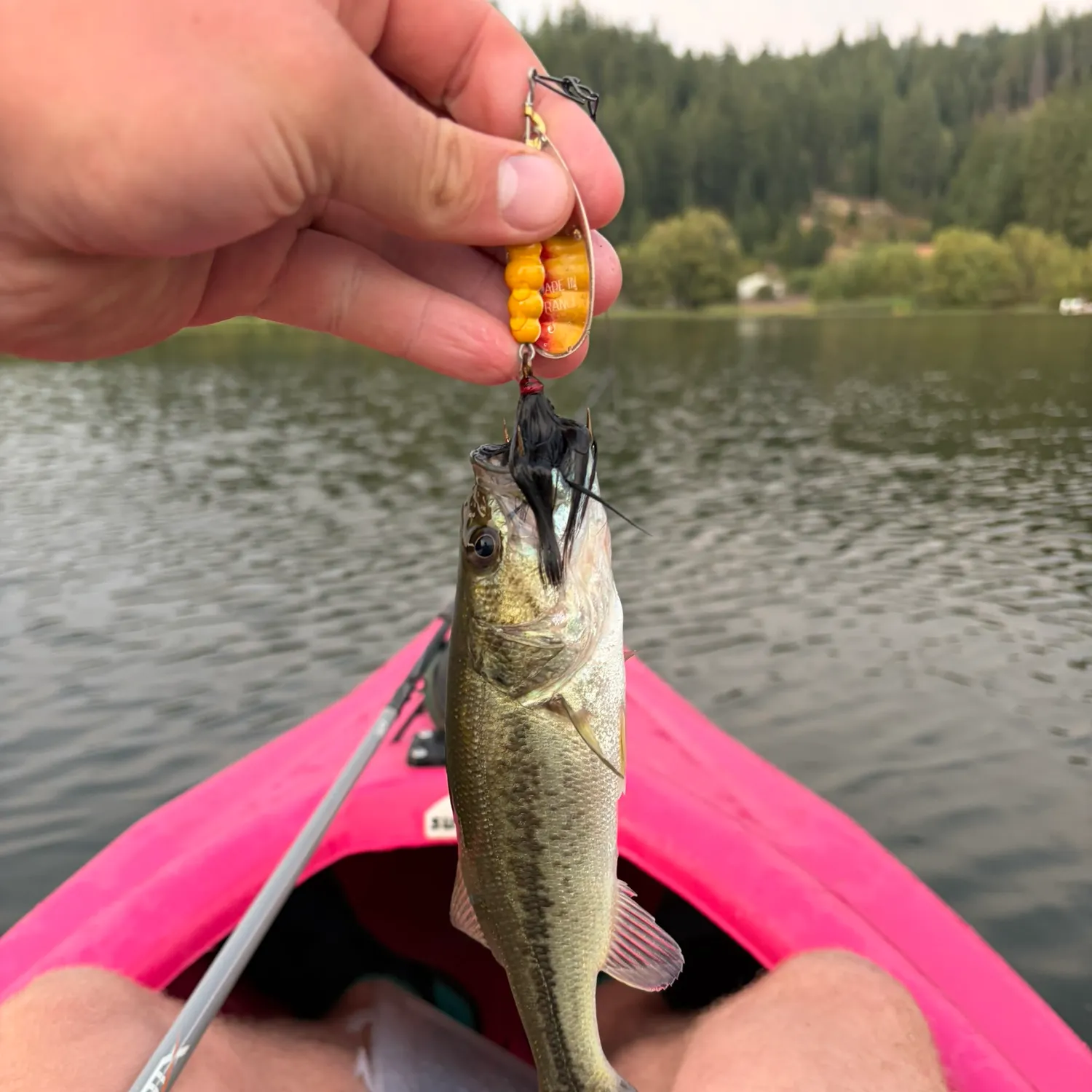 Largemouth bass caught on Fishbrain
