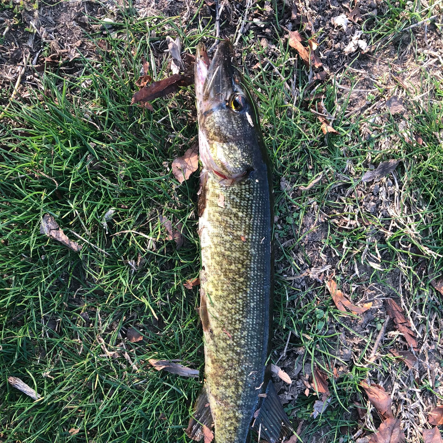 The most recent Grass pickerel catches on Fishbrain