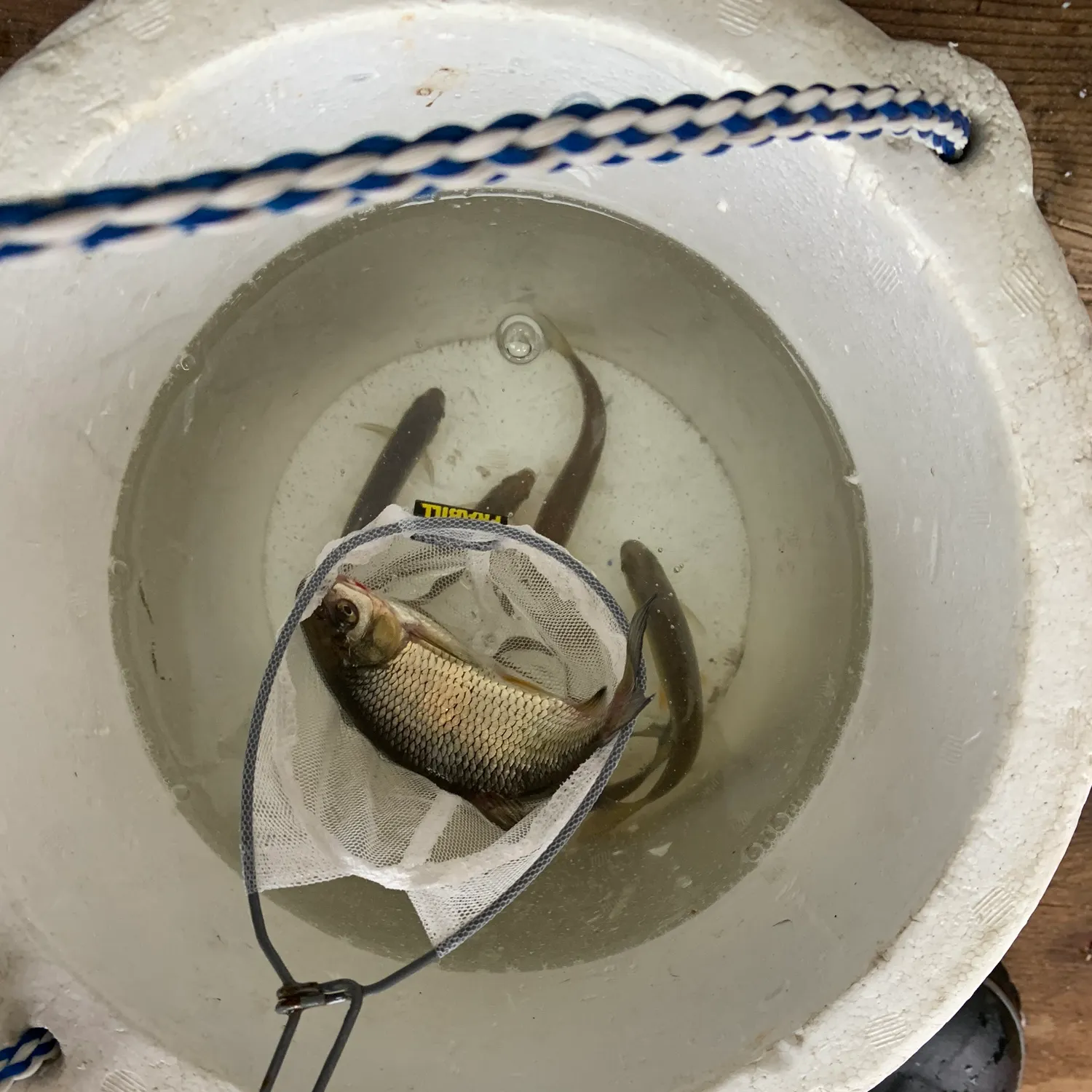 The most recent Golden shiner catches on Fishbrain