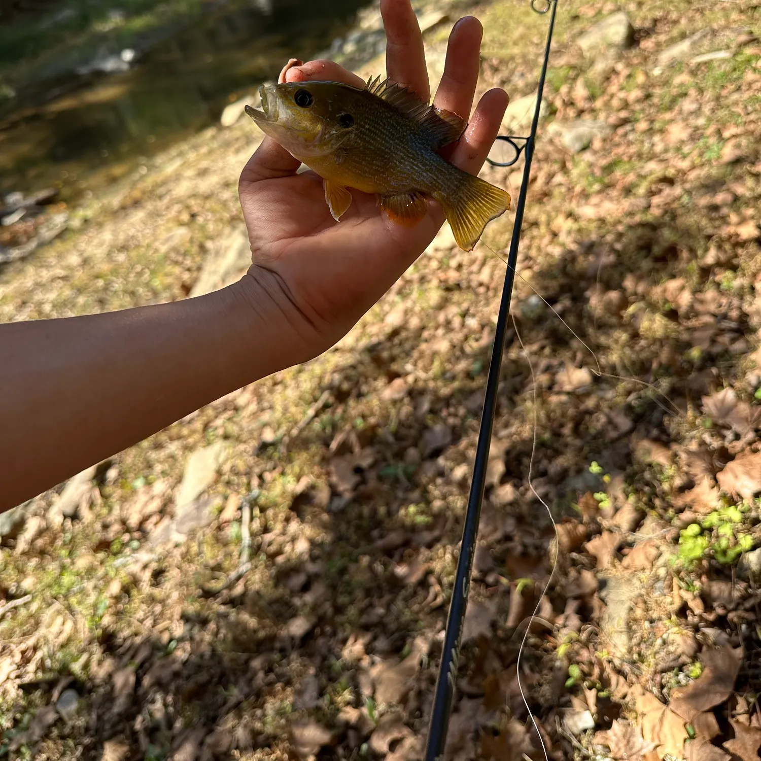Green sunfish caught on Fishbrain