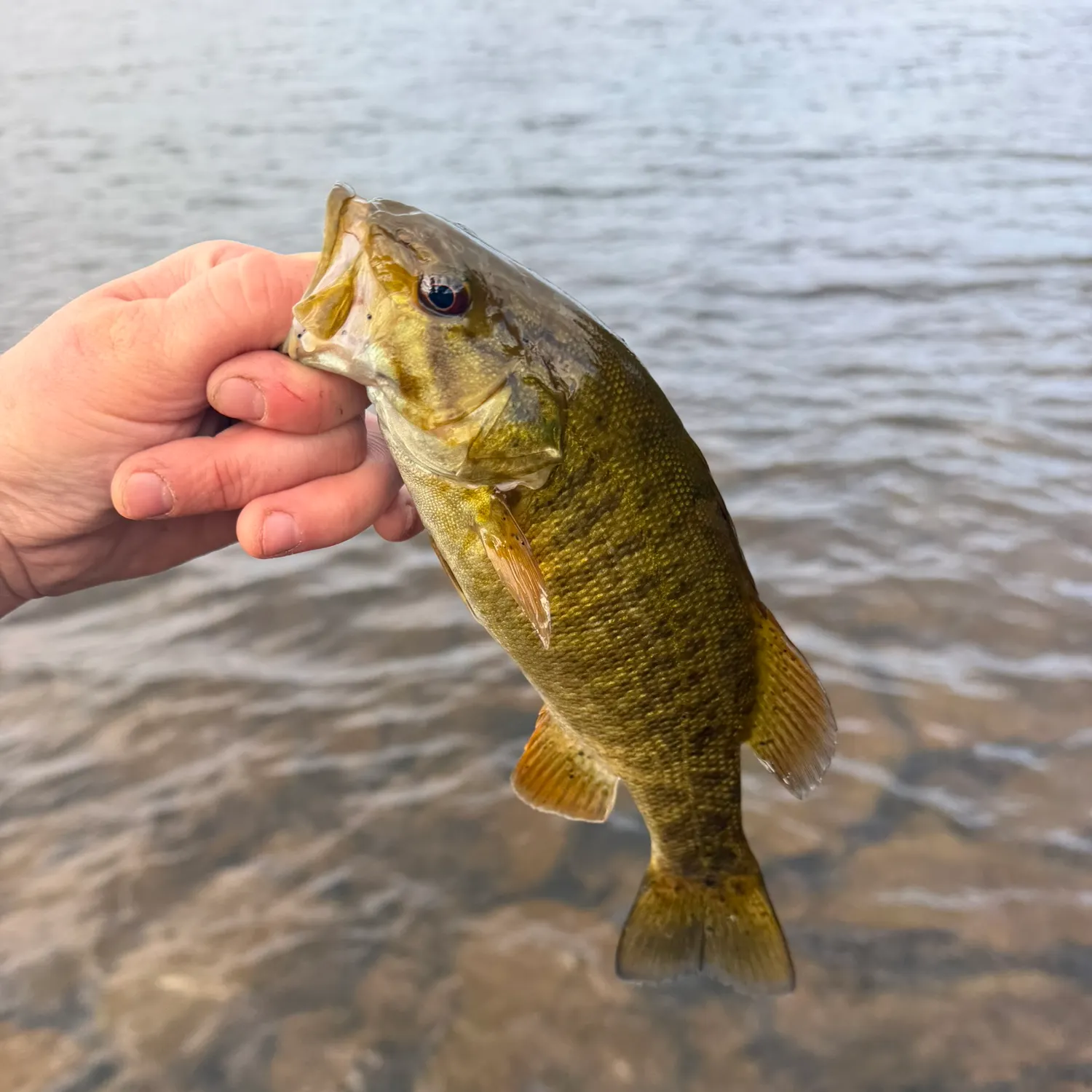 Smallmouth bass caught on Fishbrain