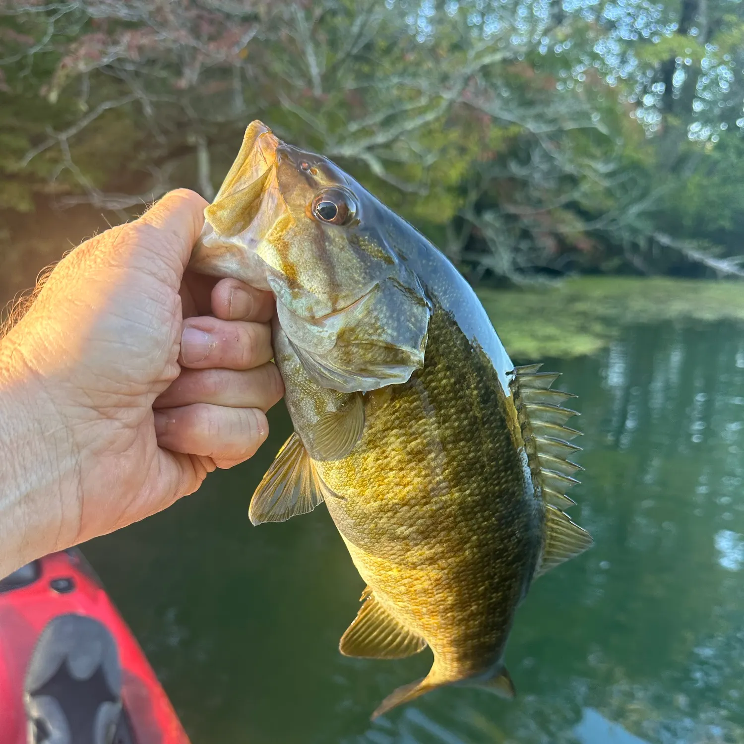 Smallmouth bass caught on Fishbrain