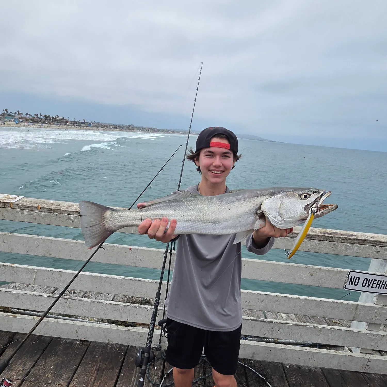 The most recent Shortfin corvina catches on Fishbrain