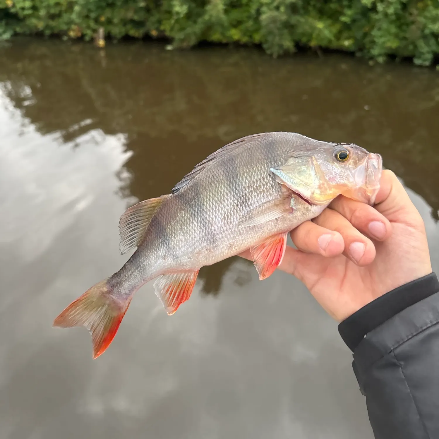 European perch caught on Fishbrain