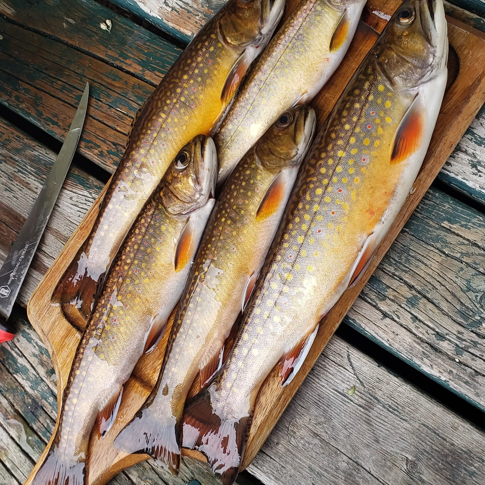 recently logged catches