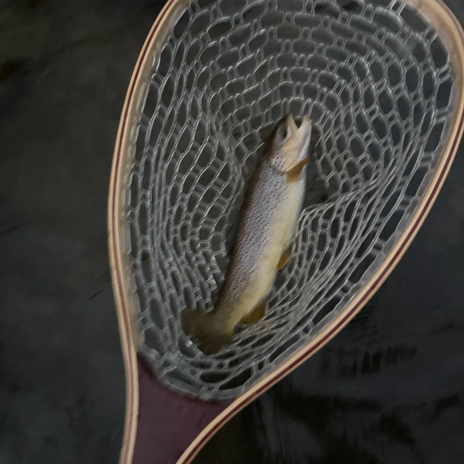 Brown trout caught on Fishbrain