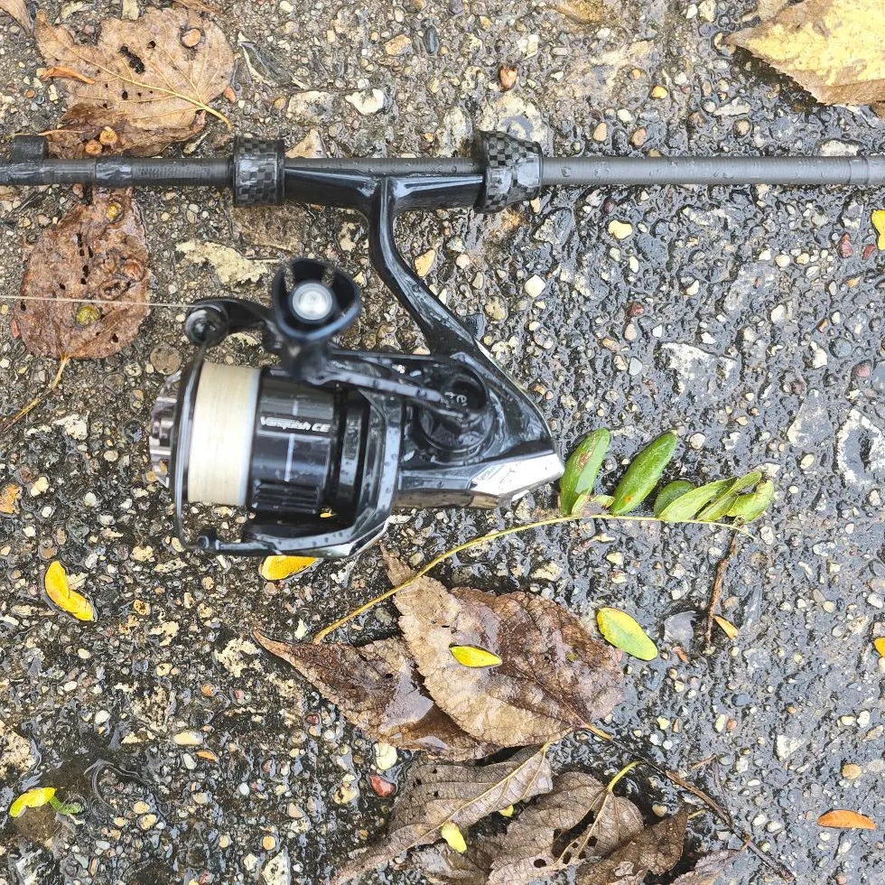 Northern sunfish caught on Fishbrain