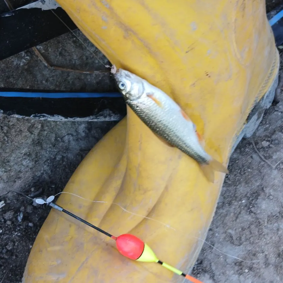 The most recent Rutilus rubilio catches on Fishbrain