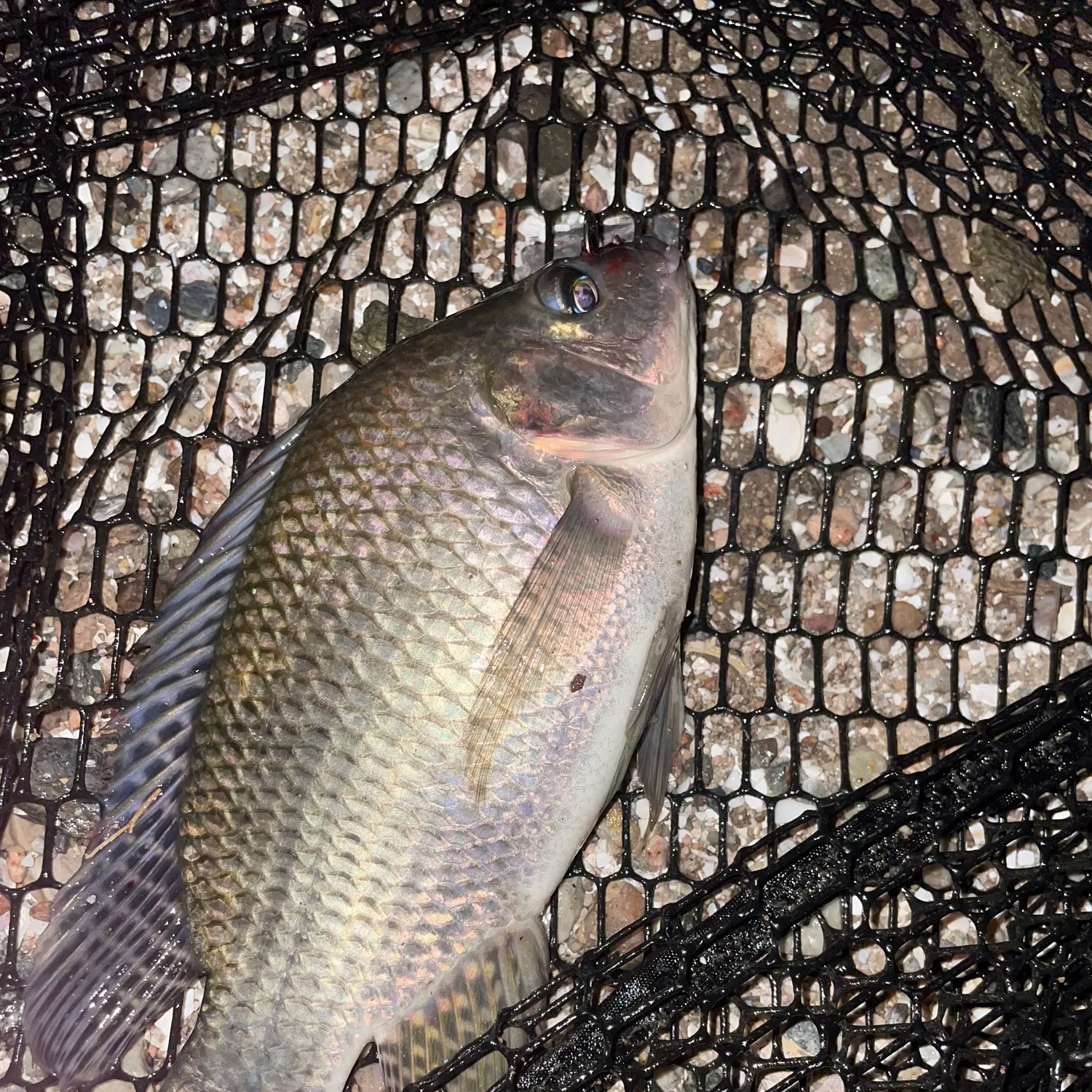 Nile tilapia caught on Fishbrain