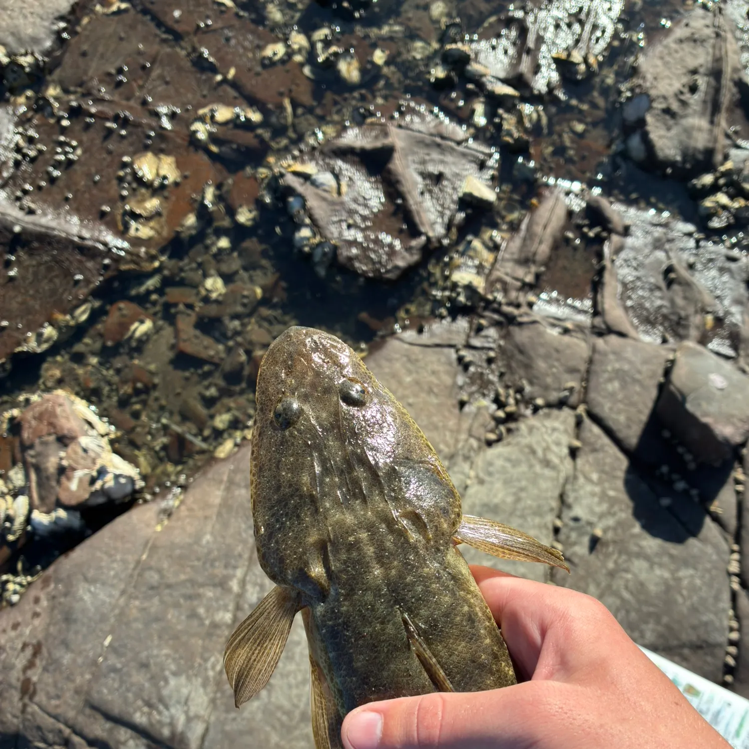 The most recent Dusky flathead catches on Fishbrain