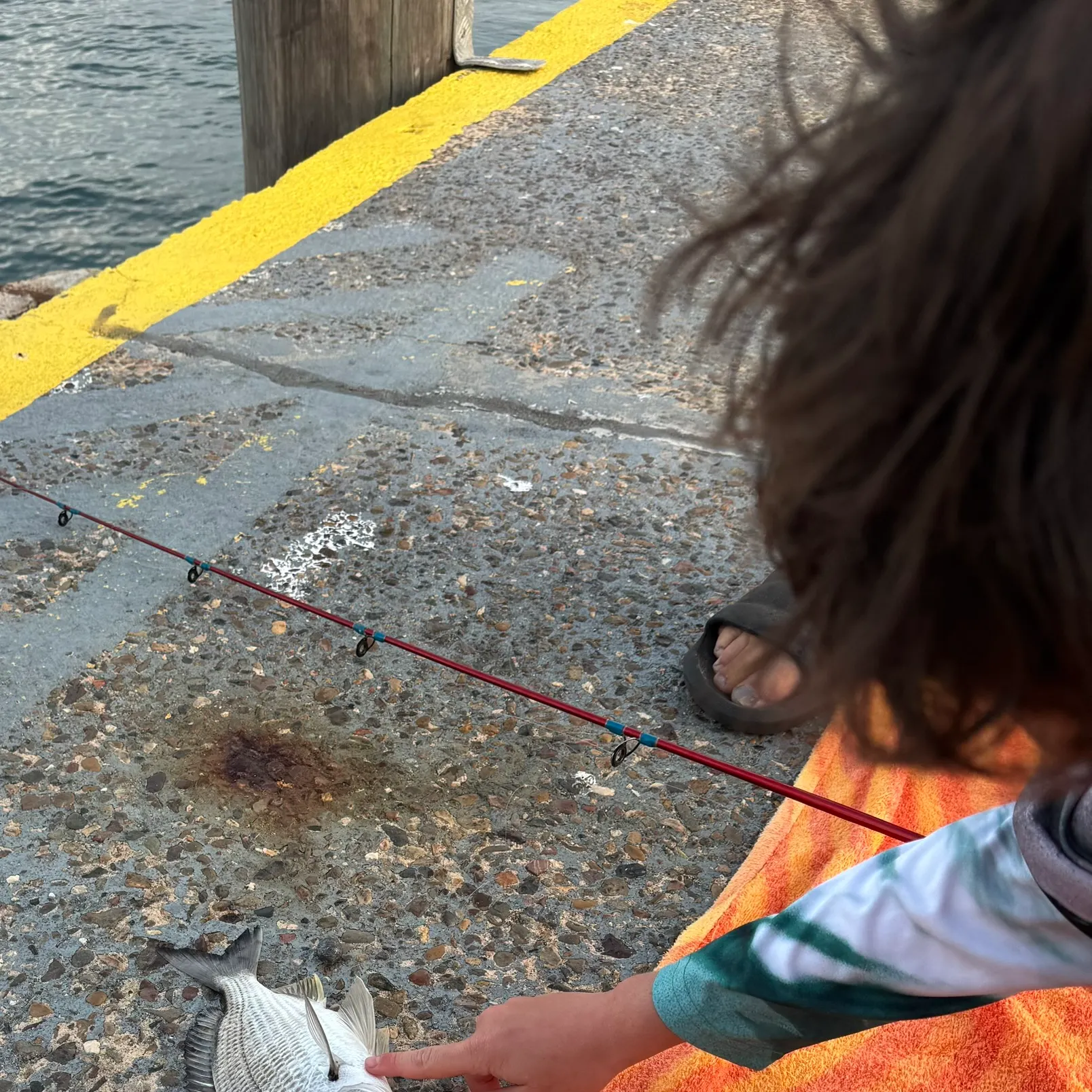 The most recent Pacific seabream catches on Fishbrain