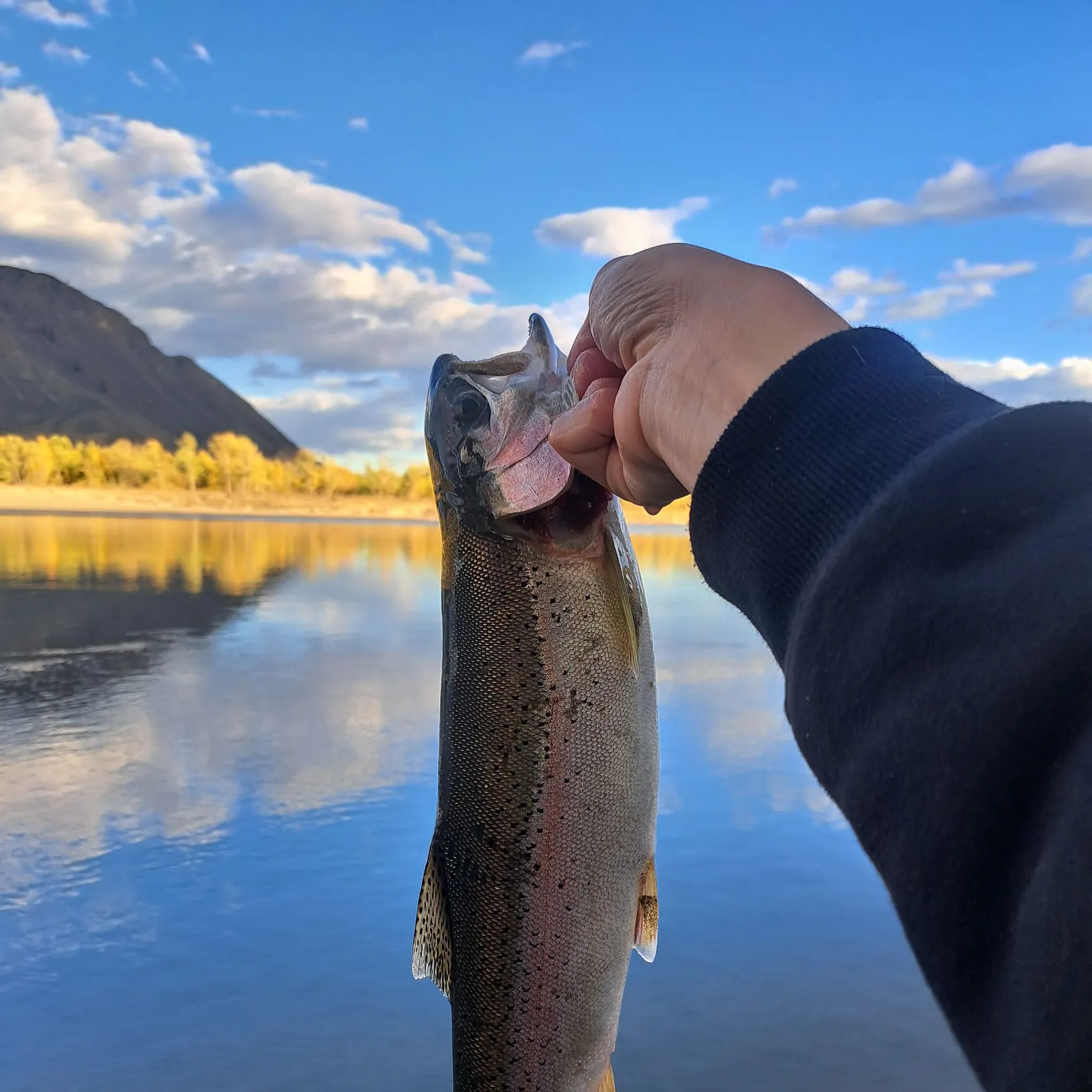 Rainbow trout caught on Fishbrain