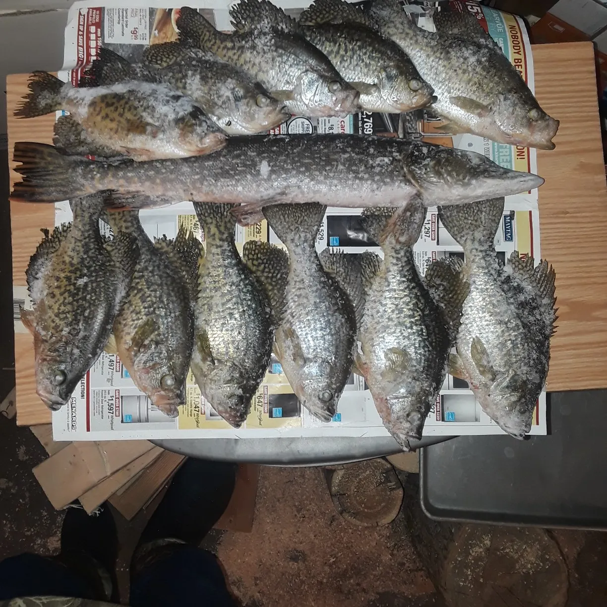 recently logged catches