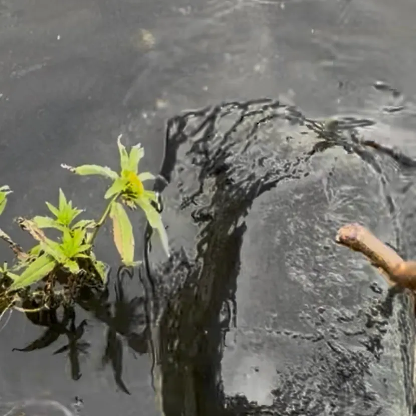 Alligator snapping turtle caught on Fishbrain